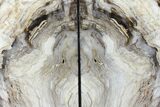 Tall, Petrified Wood Bookends - Oregon #111114-2